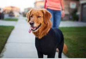 Alluring Four-Legged Elastic Pet Clothing For Autumn And Winter